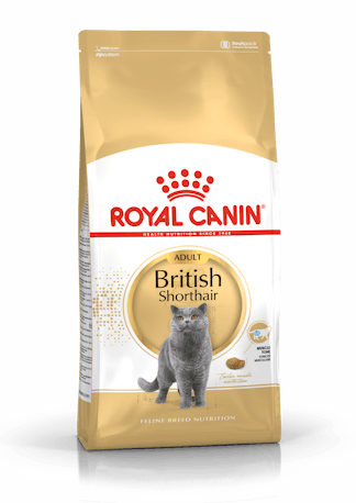 Royal Canin British Shorthair sausas maistas katėms, 4 kg